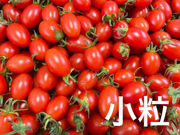 熊本産 アイコ 3kg小粒