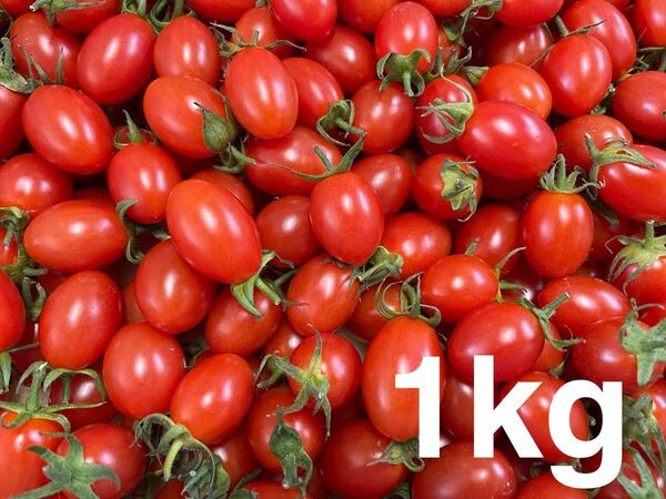 熊本産プラム型 ミニトマト アイコ1kg