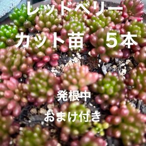 【レッドベリー】カット苗発根中5本 セダム多肉植物 追加1本毎に+75円 パリダムおまけ付き
