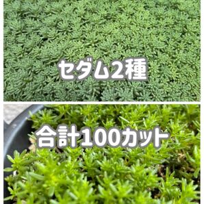 多肉植物☆セダム パリダム、万年草カット苗!合計100苗 おまけ付き 種類の違うセダム気持ち程度