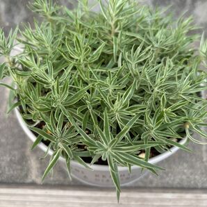 【セダム】覆輪万年草フクリンマンネングサ 抜き苗 30カット以上あり!鉢の中全て発送!発根してます!