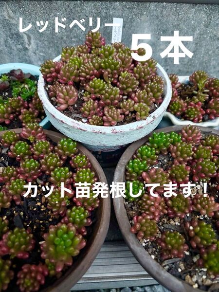 【レッドベリー】カット苗 発根してます!5本 セダム多肉植物 追加1本毎に+75円 パリダムおまけ付き