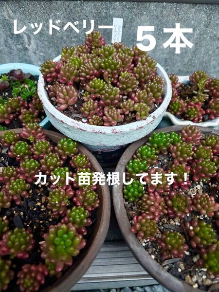 【レッドベリー】カット苗発根中5本 セダム多肉植物 追加1本毎に+75円 パリダムおまけ付き