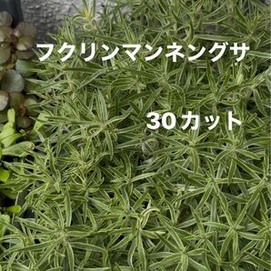 セダム【フクリンマンネングサ】30カット
