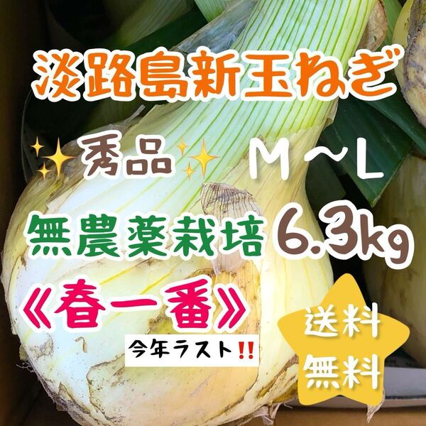淡路島新玉ねぎ 6.3kg 6キロ 農家直売 スイーツ玉ねぎ 送料無料 七宝 農薬不使用 無農薬栽培
