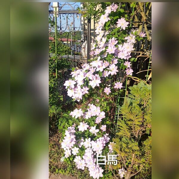 クレマチスの挿し木苗 0503-4