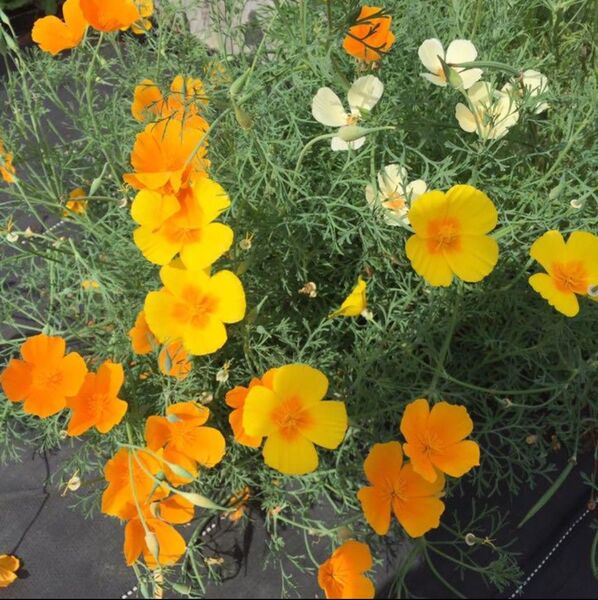 ハナビシソウ(花菱草)の花色(黄、オレンジ、クリーム)ミックスの種50粒