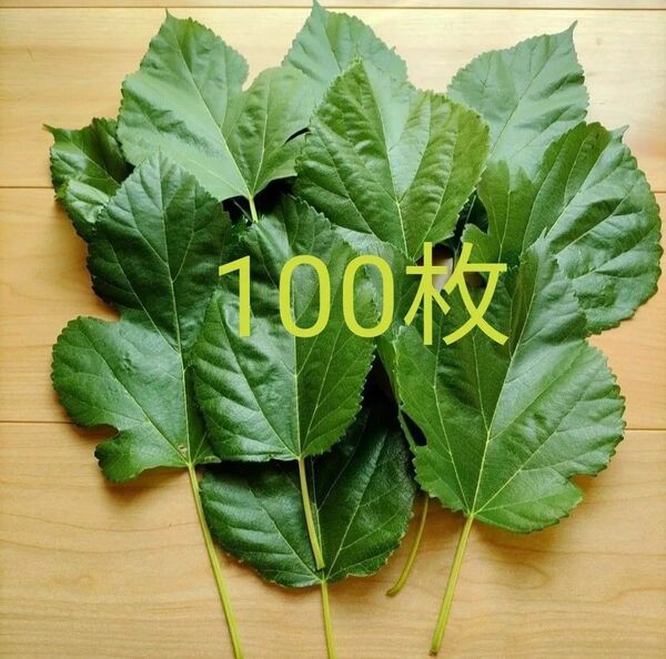 無農薬桑の葉100枚(生葉)