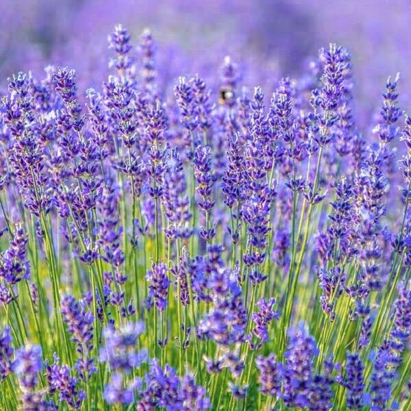 ラベンダーの種30粒