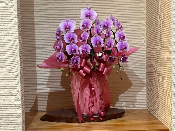 胡蝶蘭 ピンク 鉢植え
