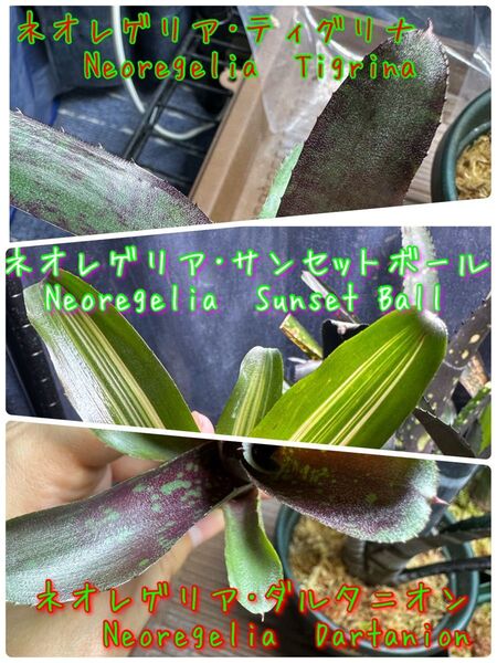 ネオレゲリア3種セット