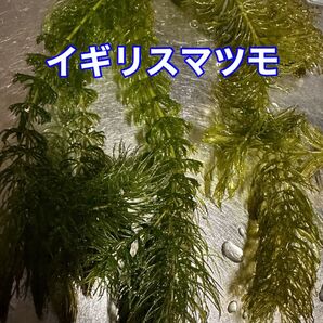 イギリス マツモ2本