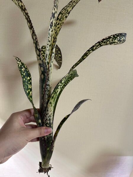 Billbergia Casablanca ビルベルギア カサブランカ