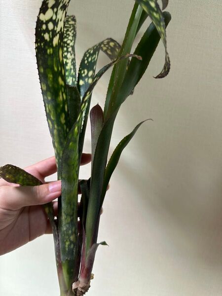 Billbergia Casablanca ビルベルギア カサブランカ子株つき