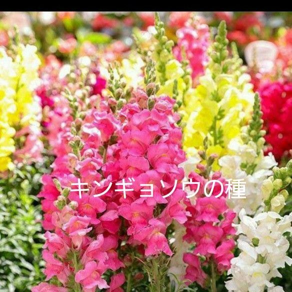 キンギョソウの種