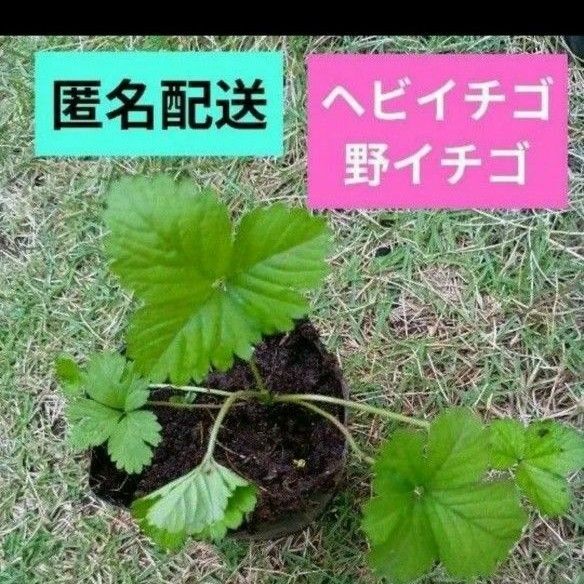 ヘビイチゴ 野いちご 1苗