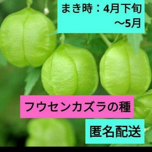 フウセンカズラ(風船葛) の種 30粒