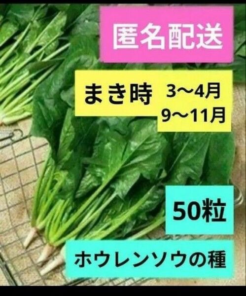 無農薬!ホウレンソウの種 50粒