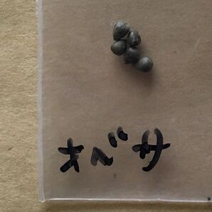 ユーフォルビア オベサ 種子 5粒