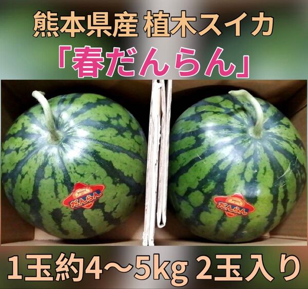 熊本県産 植木スイカ 「春だんらん」1玉約4~5kg 2玉入り 家庭用