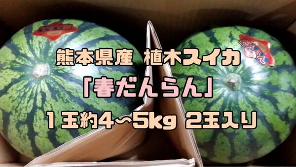 熊本県産 植木スイカ 「春だんらん」1玉約4~5kg 2玉入り 家庭用