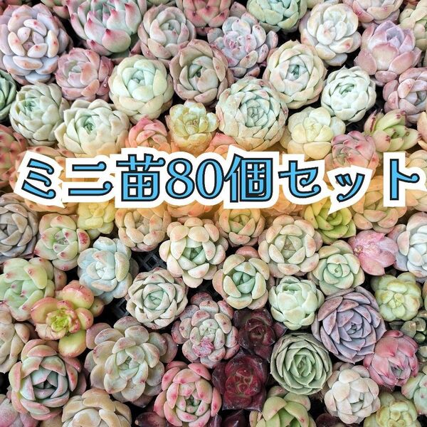 ミニ苗80個セット 多肉植物 エケベリア 詰め合わせ 寄せ植えに!!