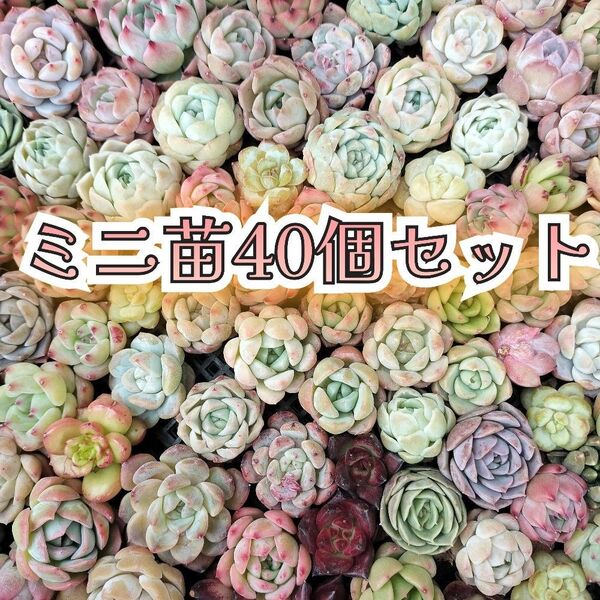 ミニ苗40個セット 多肉植物 エケベリア 詰め合わせ 寄せ植えに!!