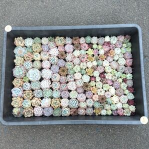 Aミニ苗大量セット 多肉植物 エケベリア カット苗 寄せ植えに!