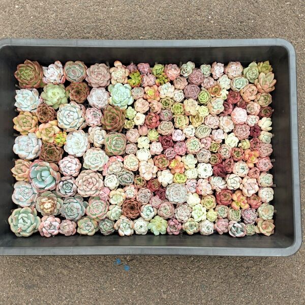 Bミニ苗大量セット 多肉植物 エケベリア カット苗 寄せ植えに!