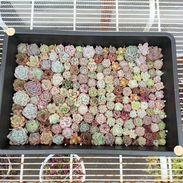 Lミニ苗大量セット 多肉植物 エケベリア カット苗 寄せ植えに!