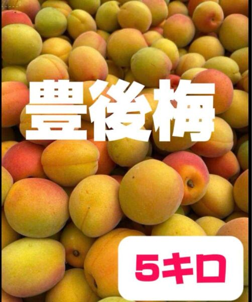 完熟豊後梅,5キロ箱込み(6月末から発送予定)