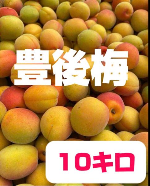 完熟豊後梅,10キロ箱込み(6月末から発送予定)