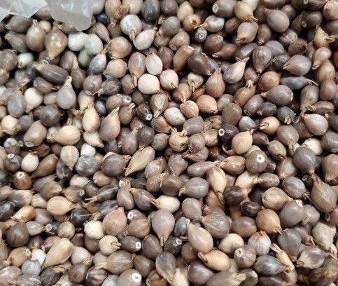 数珠玉 ジュズダマ 1kg+予備100g