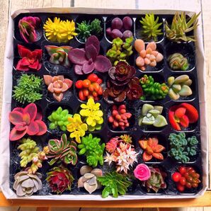 【PP36 E13RR桃薔薇ピック】多肉植物 ミニカット苗 36マス