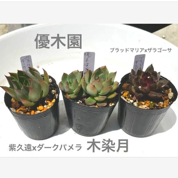 多肉植物 優木園 紫久遠 木染月 ブラッドマリアxザラゴーサ