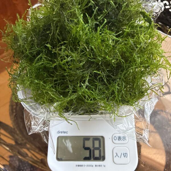 ウィローモス 無農薬 50g位