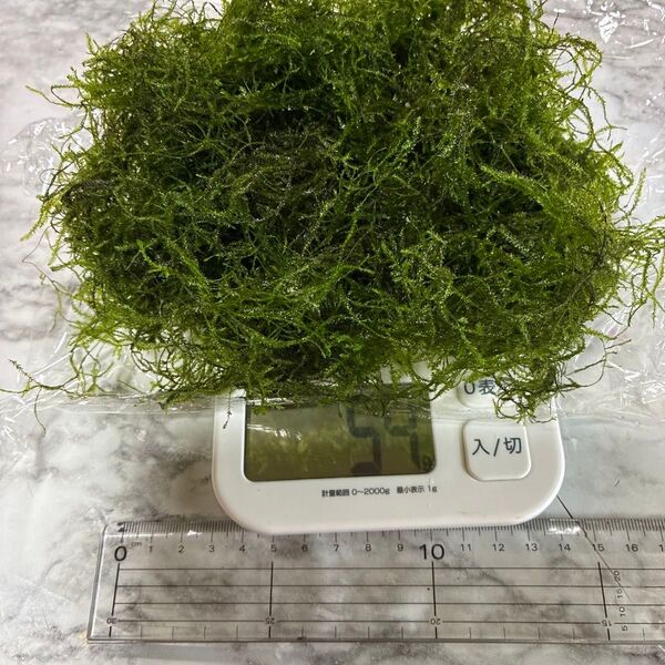 ウィローモス 無農薬50g位