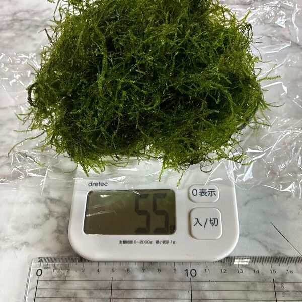 ウィローモス 無農薬 50g位