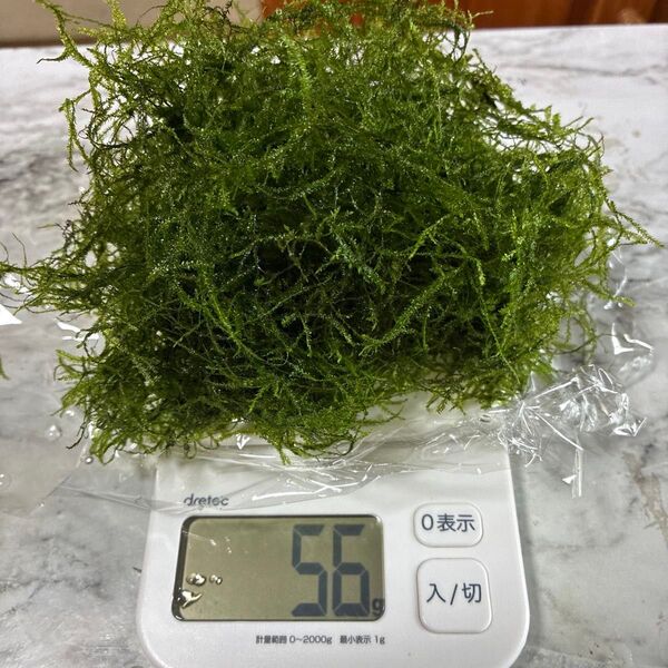 ウィローモス 無農薬 50g位