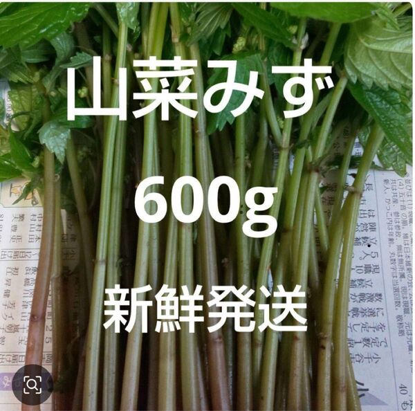 26 山菜 みず ミズ 600g 新鮮発送