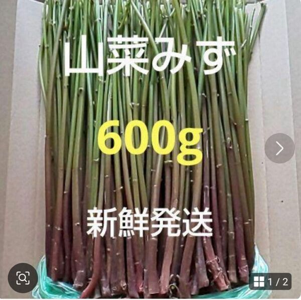 61 山菜 みず ミズ 600g 新鮮発送