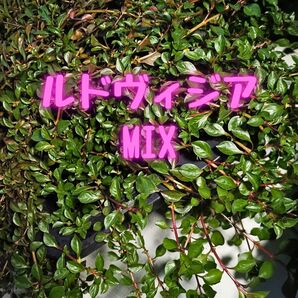 ルドヴィジア MIX 【10本】