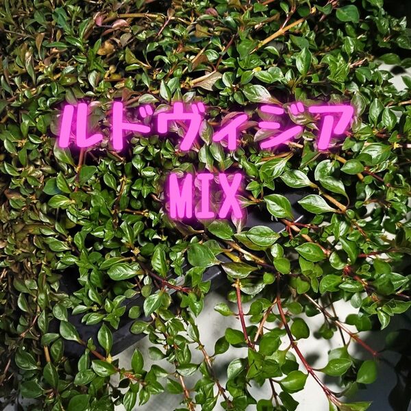 ルドヴィジアMix 【10本】