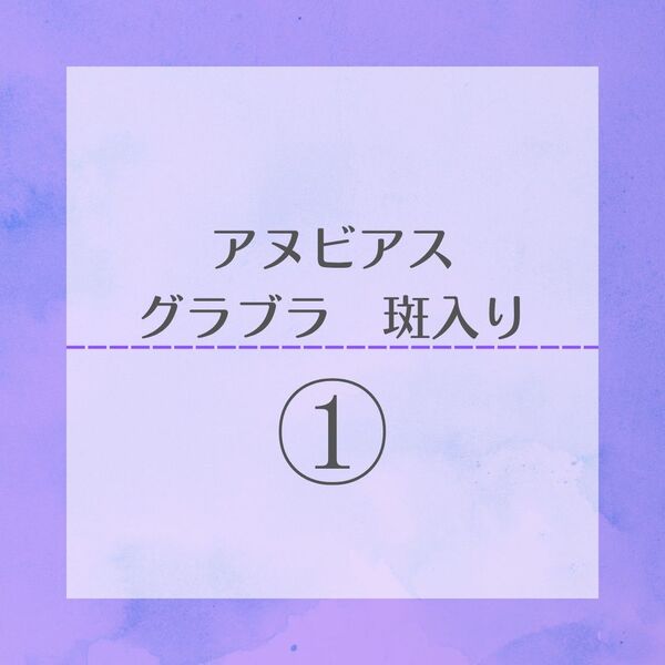 ①アヌビアス グラブラ 斑入り 水上葉