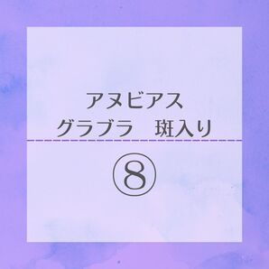 ⑧アヌビアス グラブラ 斑入り 水上葉