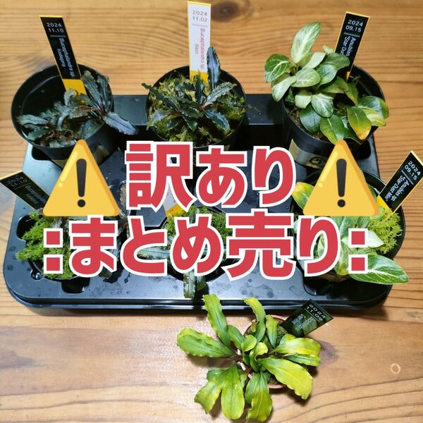 ブセ&アヌビアスのおまとめ品【7つ】※注意有