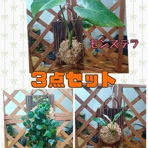 【専用ページ】板付植物 3点セット
