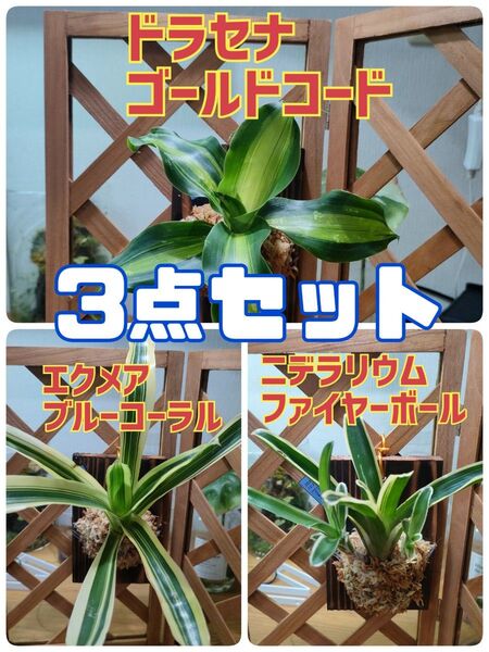 板付け植物 3点セット