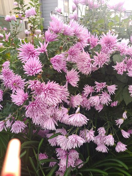 食用菊抜き苗 15本+オマケ5本