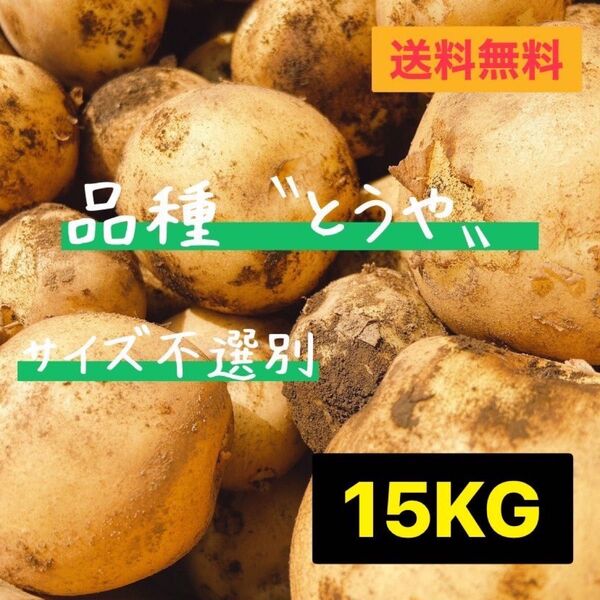 本日収穫 新じゃが とうや サイズ不選別 じゃがいも 茨城県産 15kg